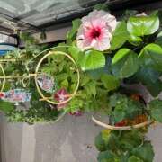 ヒメ日記 2025/07/26 08:35 投稿 ききょう しゅうかつ倶楽部