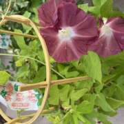 ヒメ日記 2025/07/29 08:30 投稿 ききょう しゅうかつ倶楽部