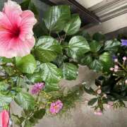 ヒメ日記 2025/09/24 08:35 投稿 ききょう しゅうかつ倶楽部