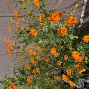 ヒメ日記 2025/09/28 09:22 投稿 ききょう しゅうかつ倶楽部