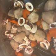 ヒメ日記 2025/11/19 08:20 投稿 ききょう しゅうかつ倶楽部