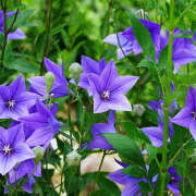 ヒメ日記 2026/01/14 08:31 投稿 ききょう しゅうかつ倶楽部