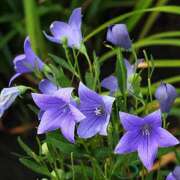 ヒメ日記 2026/03/18 08:11 投稿 ききょう しゅうかつ倶楽部