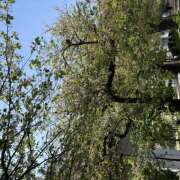 ヒメ日記 2026/04/12 09:55 投稿 ききょう しゅうかつ倶楽部