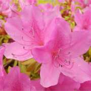 ききょう 皐月賞🐴 しゅうかつ倶楽部