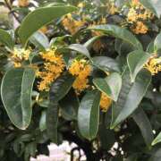 ヒメ日記 2026/10/08 08:52 投稿 ききょう しゅうかつ倶楽部