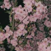 ヒメ日記 2025/03/21 23:36 投稿 れんか 虹色メロンパイ 横浜店