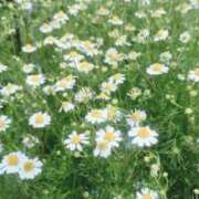 ヒメ日記 2025/04/07 22:26 投稿 れんか 虹色メロンパイ 横浜店