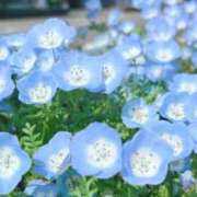 ヒメ日記 2025/04/12 21:29 投稿 れんか 虹色メロンパイ 横浜店