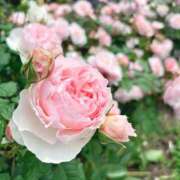 ヒメ日記 2025/05/10 23:34 投稿 れんか 虹色メロンパイ 横浜店