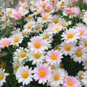 ヒメ日記 2025/05/14 20:31 投稿 れんか 虹色メロンパイ 横浜店