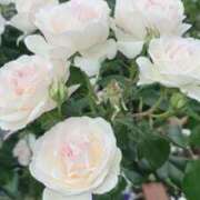 ヒメ日記 2025/05/26 07:34 投稿 れんか 虹色メロンパイ 横浜店