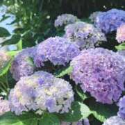 ヒメ日記 2025/06/05 14:04 投稿 れんか 虹色メロンパイ 横浜店