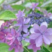 ヒメ日記 2025/06/19 12:32 投稿 れんか 虹色メロンパイ 横浜店