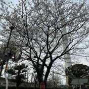 ヒメ日記 2025/03/24 17:24 投稿 めい 奥様特急　上野・鶯谷店