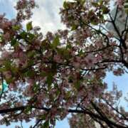 ヒメ日記 2025/03/28 18:57 投稿 めい 奥様特急　上野・鶯谷店