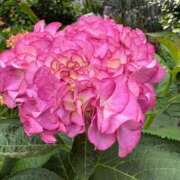 ヒメ日記 2025/05/16 09:50 投稿 一ノ瀬りな(いちのせりな) 鶯谷ナンバーワン