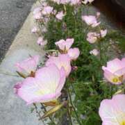 ヒメ日記 2025/06/06 23:50 投稿 一ノ瀬りな(いちのせりな) 鶯谷ナンバーワン