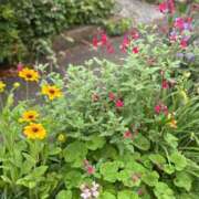 ヒメ日記 2025/06/14 07:50 投稿 一ノ瀬りな(いちのせりな) 鶯谷ナンバーワン