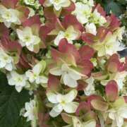 ヒメ日記 2025/06/24 11:40 投稿 一ノ瀬りな(いちのせりな) 鶯谷ナンバーワン