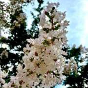 ヒメ日記 2025/07/22 18:50 投稿 一ノ瀬りな(いちのせりな) 鶯谷ナンバーワン