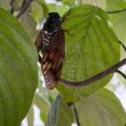 ヒメ日記 2025/07/28 11:50 投稿 一ノ瀬りな(いちのせりな) 鶯谷ナンバーワン