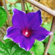 ヒメ日記 2025/08/19 07:30 投稿 一ノ瀬りな(いちのせりな) 鶯谷ナンバーワン