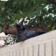 ヒメ日記 2025/08/25 18:50 投稿 一ノ瀬りな(いちのせりな) 鶯谷ナンバーワン