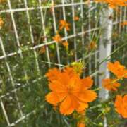 ヒメ日記 2025/09/24 10:20 投稿 一ノ瀬りな(いちのせりな) 鶯谷ナンバーワン