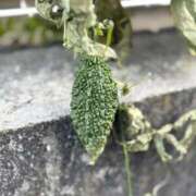 ヒメ日記 2025/11/06 07:10 投稿 一ノ瀬りな(いちのせりな) 鶯谷ナンバーワン