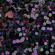 一ノ瀬りな(いちのせりな) 🍬 金平糖みたい 🍬 ～my 秘密の花園 ～ 鶯谷ナンバーワン