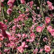 ヒメ日記 2026/02/03 15:10 投稿 一ノ瀬りな(いちのせりな) 鶯谷ナンバーワン