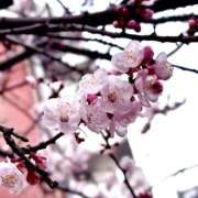 ヒメ日記 2026/03/17 07:10 投稿 一ノ瀬りな(いちのせりな) 鶯谷ナンバーワン