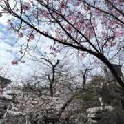 ヒメ日記 2026/03/23 15:10 投稿 一ノ瀬りな(いちのせりな) 鶯谷ナンバーワン