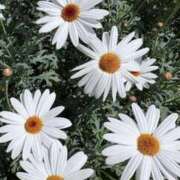 ヒメ日記 2026/03/27 15:10 投稿 一ノ瀬りな(いちのせりな) 鶯谷ナンバーワン