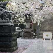 ヒメ日記 2026/03/31 18:50 投稿 一ノ瀬りな(いちのせりな) 鶯谷ナンバーワン