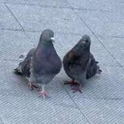 ヒメ日記 2026/04/08 10:20 投稿 一ノ瀬りな(いちのせりな) 鶯谷ナンバーワン