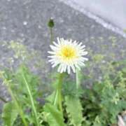 ヒメ日記 2026/04/11 10:00 投稿 一ノ瀬りな(いちのせりな) 鶯谷ナンバーワン