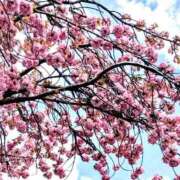 ヒメ日記 2026/04/15 10:00 投稿 一ノ瀬りな(いちのせりな) 鶯谷ナンバーワン