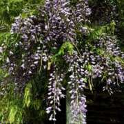 ヒメ日記 2026/04/29 09:50 投稿 一ノ瀬りな(いちのせりな) 鶯谷ナンバーワン