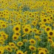 ヒメ日記 2026/07/20 08:24 投稿 一ノ瀬りな(いちのせりな) 鶯谷ナンバーワン