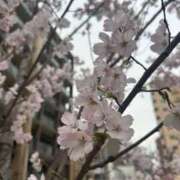 ヒメ日記 2025/04/01 10:30 投稿 ひなた ホワイトハウス