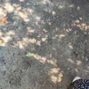 ヒメ日記 2026/03/15 22:13 投稿 りる CLUB DEEP 博多