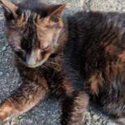 ヒメ日記 2026/04/21 19:23 投稿 りる CLUB DEEP 博多