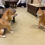 ヒメ日記 2025/03/16 10:42 投稿 藤ヶ谷はる(ふじがやはる) 九州熟女　熊本店