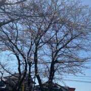 ヒメ日記 2025/03/23 14:49 投稿 藤ヶ谷はる(ふじがやはる) 九州熟女　熊本店