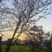 ヒメ日記 2025/03/24 23:29 投稿 藤ヶ谷はる(ふじがやはる) 九州熟女　熊本店