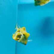 ヒメ日記 2025/03/25 19:00 投稿 藤ヶ谷はる(ふじがやはる) 九州熟女　熊本店