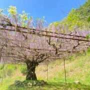 ヒメ日記 2025/04/28 09:13 投稿 藤ヶ谷はる(ふじがやはる) 九州熟女　熊本店