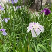 ヒメ日記 2025/06/15 13:19 投稿 藤ヶ谷はる(ふじがやはる) 九州熟女　熊本店